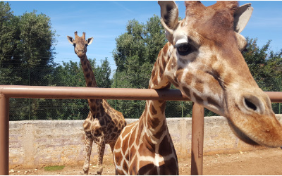 DSM Forward: The Latest at Blank Park Zoo